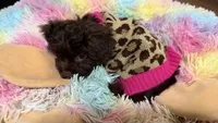 Boots, a female Shihpoo for sale in Lebanon, MO – 9 of 10