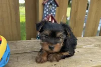 Dandi, a male Yorkshire Terrier for sale in Lebanon, MO – 10 of 10