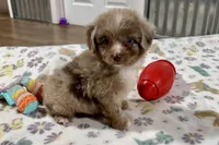 Max, a female Aussiedoodle for sale in Lebanon, MO – 7 of 10