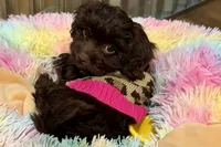 Boots, a female Shihpoo for sale in Lebanon, MO – 3 of 10