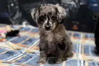 Clamity Jane, a female Miniature Aussiedoodle for sale in Lebanon, MO – 2 of 4