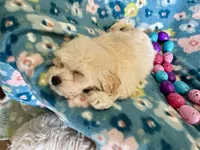 Gracie, a female Havapoo for sale in Lebanon, MO – Photo 8 of 10