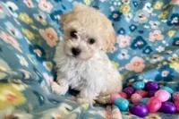 Gracie, a female Havapoo for sale in Lebanon, MO – Photo 2 of 10