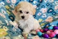 Gracie, a female Havapoo for sale in Lebanon, MO – Photo 4 of 10