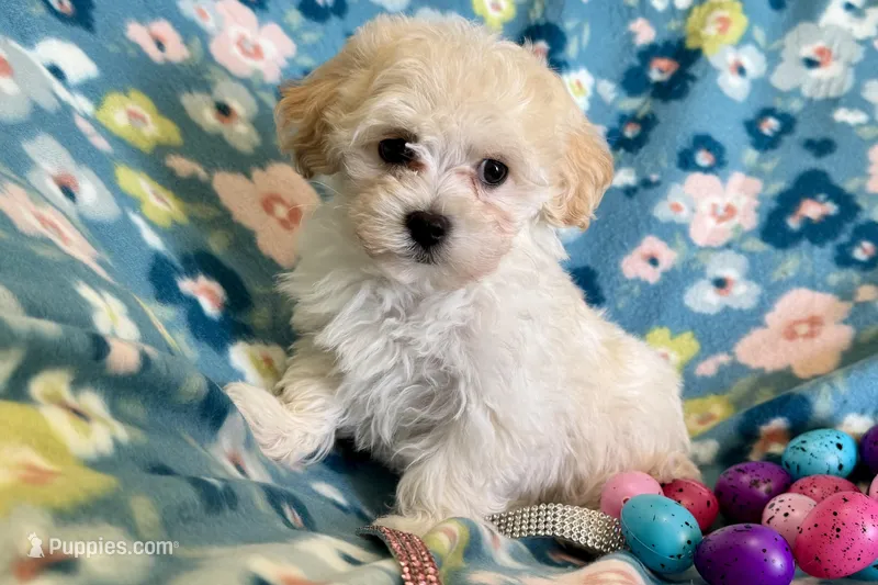 Gracie – Havapoo puppy on hold in Lebanon, MO