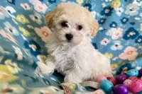 Gracie, a female Havapoo for sale in Lebanon, MO – Photo 1 of 10