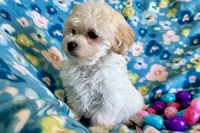 Gracie, a female Havapoo for sale in Lebanon, MO – Photo 5 of 10