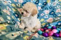 Gracie, a female Havapoo for sale in Lebanon, MO – Photo 9 of 10