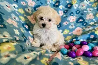 Gracie, a female Havapoo for sale in Lebanon, MO – Photo 10 of 10