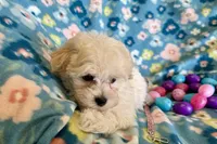 Gracie, a female Havapoo for sale in Lebanon, MO – Photo 6 of 10