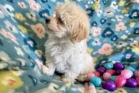 Gracie, a female Havapoo for sale in Lebanon, MO – Photo 3 of 10