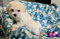 Gracie, a female Havapoo for sale in Lebanon, MO – Photo 7 of 10