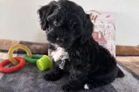 Reo, a male Shihpoo for sale in Lebanon, MO – 4 of 10