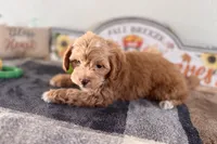 Ozzy, a male Shihpoo for sale in Lebanon, MO – 4 of 7