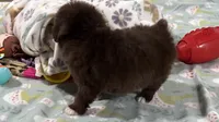 Trigger , a male Miniature Aussiedoodle for sale in Lebanon, MO – 2 of 9