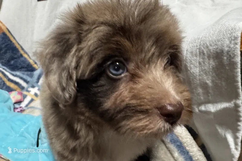 Mini – Aussiedoodle puppy for sale in Lebanon, MO