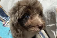 Mini, a female Aussiedoodle for sale in Lebanon, MO – 1 of 10