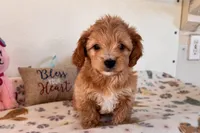 Ginger, a female Shihpoo for sale in Lebanon, MO – 2 of 10