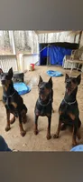 Cobra , a male Doberman Pinscher for sale in Covington, GA – 5 of 8