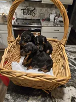 Buster, a male Doberman Pinscher for sale in Covington, GA – 4 of 9