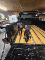 Cobra , a male Doberman Pinscher for sale in Covington, GA – 7 of 8