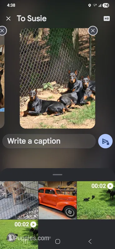 Buster – Doberman Pinscher puppy for sale in Covington, GA