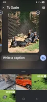 Buster, a male Doberman Pinscher for sale in Covington, GA – 1 of 9