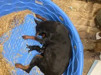 Buster, a male Doberman Pinscher for sale in Covington, GA – 5 of 9