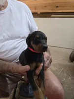 Buster, a male Doberman Pinscher for sale in Covington, GA – 7 of 9