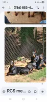 Cobra , a male Doberman Pinscher for sale in Covington, GA – 3 of 8
