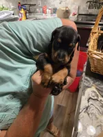 Buster, a male Doberman Pinscher for sale in Covington, GA – 2 of 9