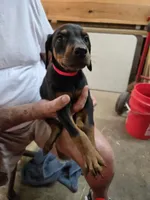 Buster, a male Doberman Pinscher for sale in Covington, GA – 6 of 9