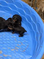 Buster, a male Doberman Pinscher for sale in Covington, GA – 3 of 9