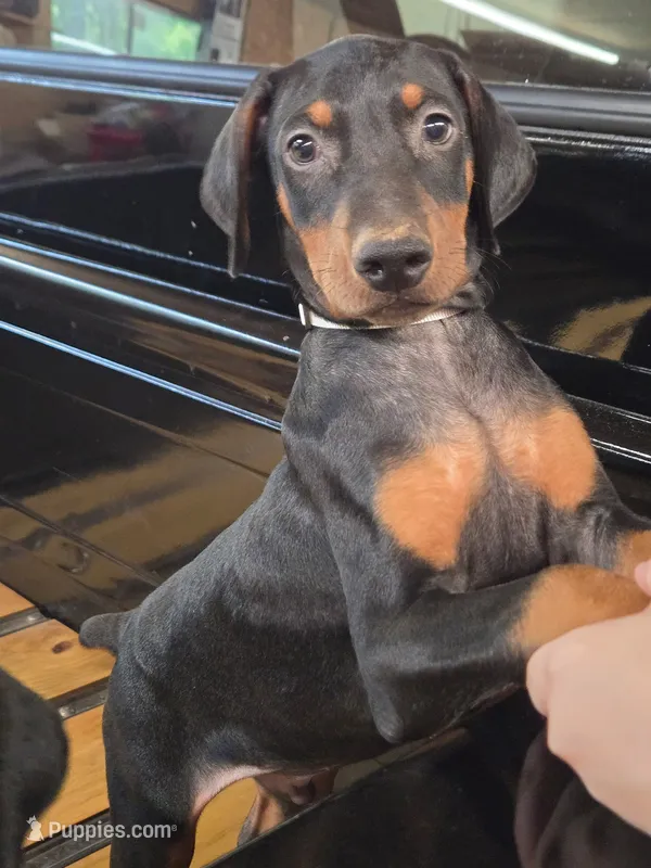 Cobra  – Doberman Pinscher puppy for sale in Covington, GA
