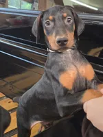 Cobra , a male Doberman Pinscher for sale in Covington, GA – 1 of 8