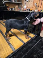 Cobra , a male Doberman Pinscher for sale in Covington, GA – 6 of 8