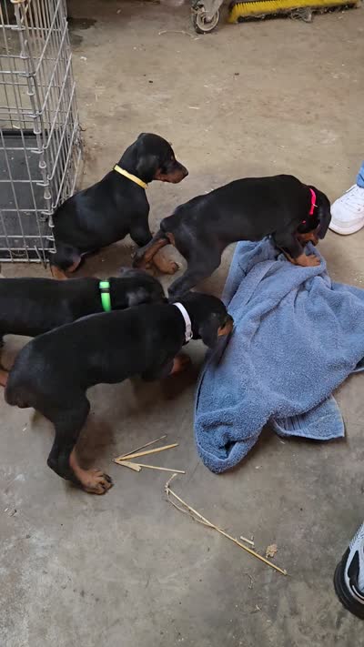 Buster, a male Doberman Pinscher for sale in Covington, GA – 9 of 9