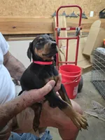 Buster, a male Doberman Pinscher for sale in Covington, GA – 8 of 9