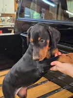 Cobra , a male Doberman Pinscher for sale in Covington, GA – 2 of 8
