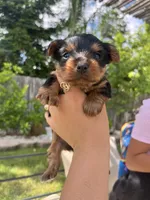 Rocky, a male Yorkshire Terrier for sale in Sacramento, CA – 5 of 7