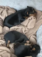 Princess, a female Yorkshire Terrier for sale in Sacramento, CA – 6 of 10