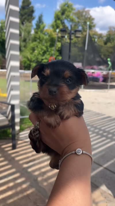 Princess, a female Yorkshire Terrier for sale in Sacramento, CA – 10 of 10