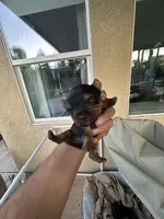 Princess, a female Yorkshire Terrier for sale in Sacramento, CA – 4 of 10