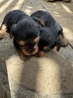 Rocky, a male Yorkshire Terrier for sale in Sacramento, CA – 7 of 7
