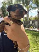 Princess, a female Yorkshire Terrier for sale in Sacramento, CA – 7 of 10