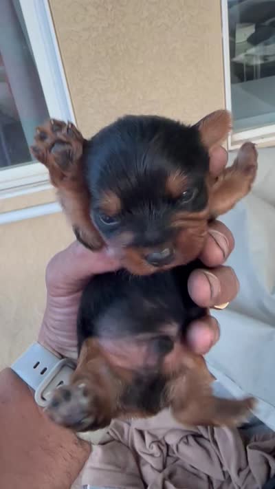 Tiny, a male Yorkshire Terrier for sale in Sacramento, CA – 7 of 7