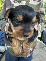 Rocky, a male Yorkshire Terrier for sale in Sacramento, CA – 6 of 7