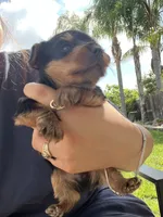 Princess, a female Yorkshire Terrier for sale in Sacramento, CA – 3 of 10