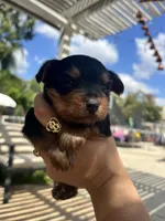 Rocky, a male Yorkshire Terrier for sale in Sacramento, CA – 1 of 7