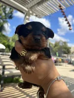 Princess, a female Yorkshire Terrier for sale in Sacramento, CA – 5 of 10